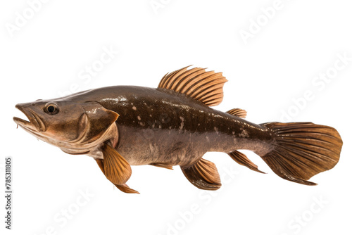 Graceful Fish Gliding Through Pristine Waters. On a White or Clear Surface PNG Transparent Background.