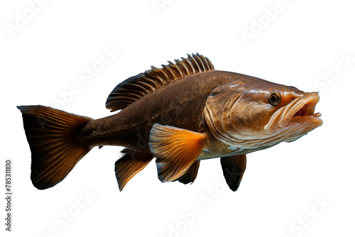 Majestic Fish Gliding Through Azure Waters. On a White or Clear Surface PNG Transparent Background.
