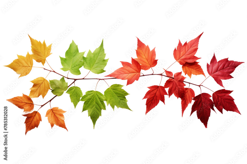 Autumn Whispers: A Bountiful Cluster of Leaves Embracing a Sacred Branch. On a White or Clear Surface PNG Transparent Background. Autumn Whispers: A Bountiful Cluster of Leaves Embracing a Sacred Branch. On a White or Clear Surface PNG Transparent Background.