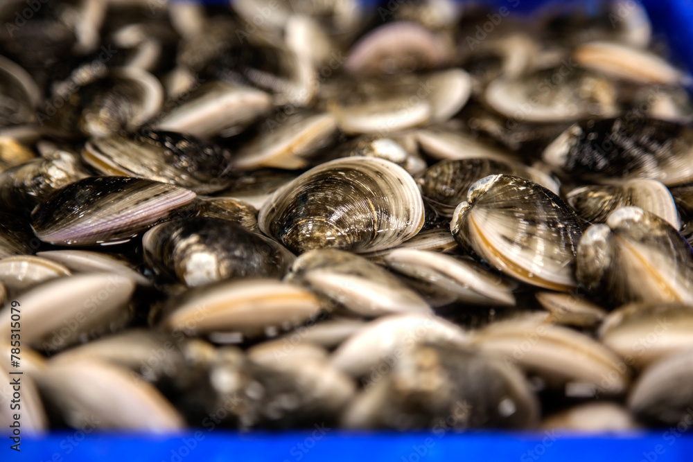 custom made wallpaper toronto digitalClose-up of the seashells on the market