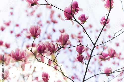 Beautiful blooming magnolia tree flower in the garden. Spring bloom time