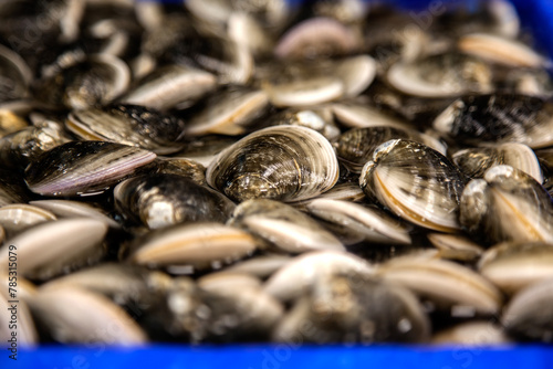 Wallpaper Mural Close-up of the seashells on the market Torontodigital.ca