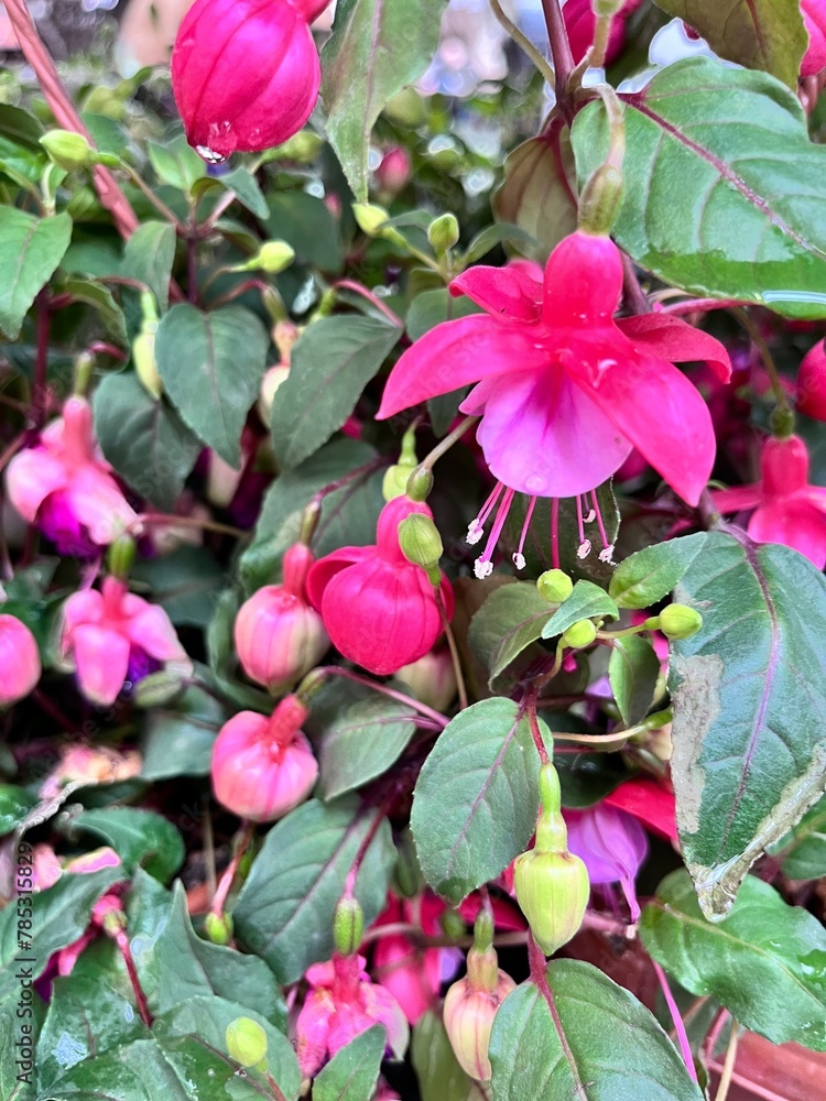 a tropical American plant with hanging branches and flowers. Potted blooming Fuchsia in the summer garden. Floral wallpaper . a tropical American plant with hanging branches and flowers. Potted blooming Fuchsia in the summer garden. Floral wallpaper .
