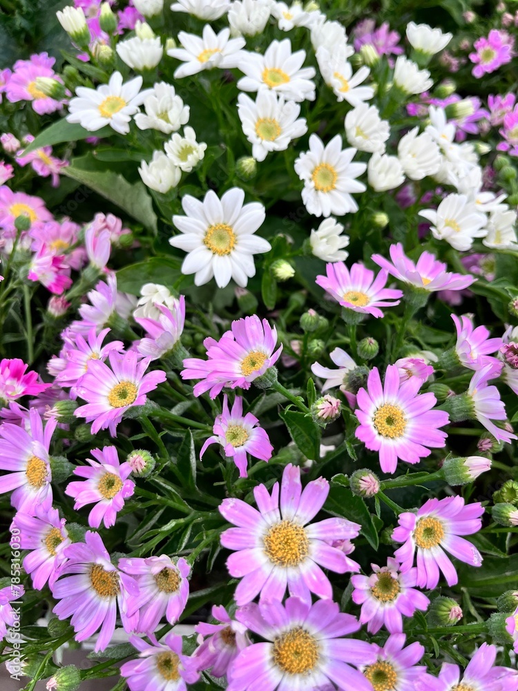 a bouquet of flowering bush with lots of cute daisy-like flowers. Potted blooming Cineraria hybrida. Floral Wallpaper a bouquet of flowering bush with lots of cute daisy-like flowers. Potted blooming Cineraria hybrida. Floral Wallpaper