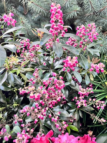 Pink blooming Rhododendron on the background of Japanese Pieris and  Pinus parviflora Negishi with large blue needles. Floral background
