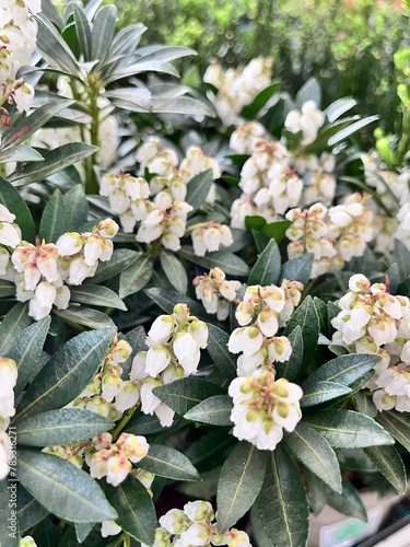 Blooming Andromeda or pieris japonica Prelude with numerous hanging clusters of white flowers similar to lilies of the valley. Floral wallpaper .