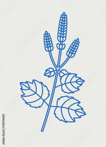 Patchouli plant. Line art, retro. Plants and herbs for cosmetics.