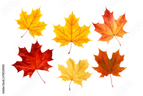 Vibrant Quartet: Four Majestic Maple Leaves. On a White or Clear Surface PNG Transparent Background.
