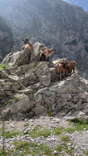Goats on a rock on a mountain route. Picos de Europa National Park.
