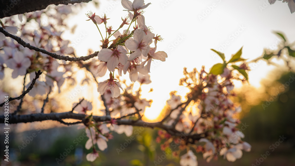Orange sunlight and cherry blossoms at sunset. Orange sunlight and cherry blossoms at sunset.