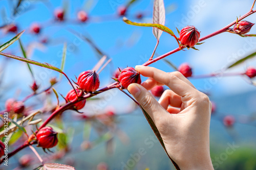 woman hand picking Rosella or Jamaican sorel fruit in garden photo