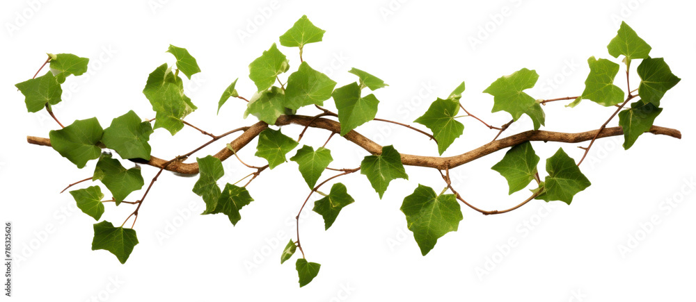 Fototapeta premium PNG Plant leaf ivy freshness