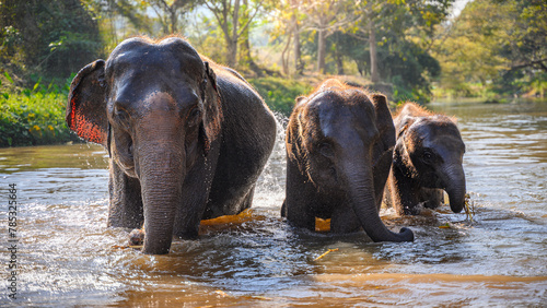 asian elephant family bath and play in river 