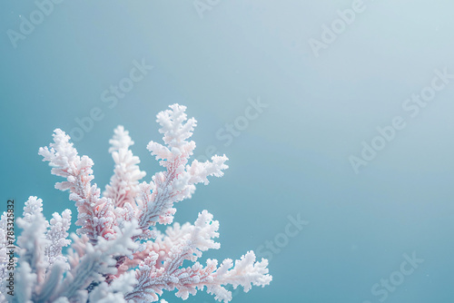 Close-up of white coral branches with a soft blue background for a minimalist marine theme