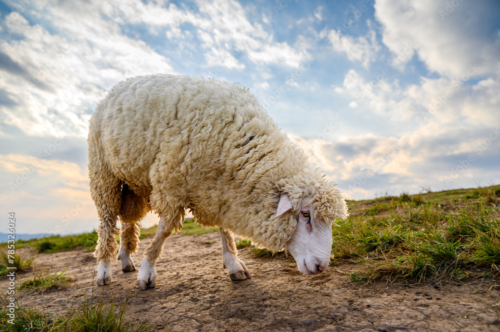 Sheep in a meadow on green grass of farmland Sheep in a meadow on green grass of farmland