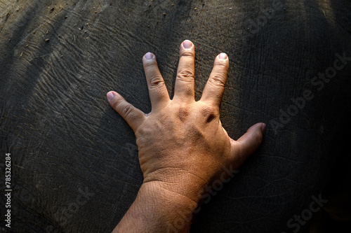 close-up mahout hand touching elephant skin 