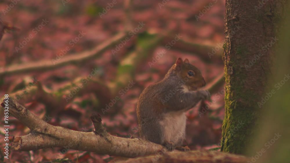 Wild Grey Squirrel peeling then eating an acorn nut in the autumn forest beside a tree trunk Wild Grey Squirrel peeling then eating an acorn nut in the autumn forest beside a tree trunk