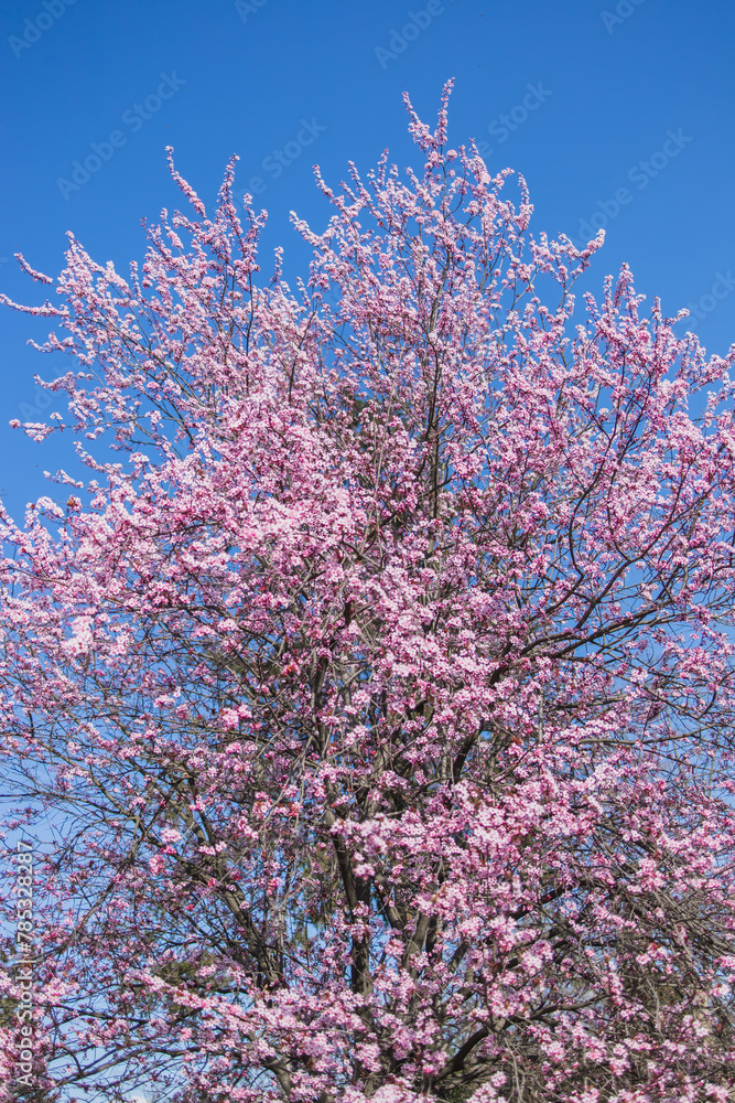 Beautiful branches of pink Cherry blossoms on the tree under blue sky, Beautiful Sakura flowers during spring season in the park, Flora pattern texture, Nature floral background. Copy space and empty