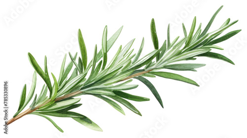 PNG Rosemary plant herbs leaf. AI generated Image by
