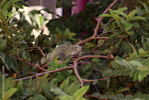 Top view on Green iguana (Iguana iguana) on a tree, Bonaire Isalnd, Caribbean Netherlands