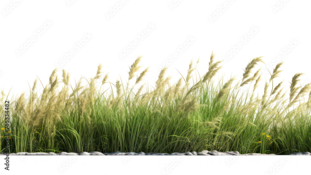 Fototapeta premium PNG Wild grass outdoors plant field. AI generated Image by rawpixel.