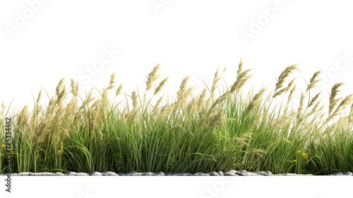 PNG Wild grass outdoors plant field. AI generated Image by rawpixel.