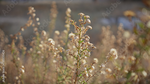 Backlit wildflowers glisten in the soft light of murcia, spain, highlighting the delicate textures of nature.
