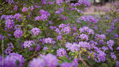Close-up of lantana camara flowers blooming in murcia, spain, showcasing vibrant purple clusters amid green foliage.