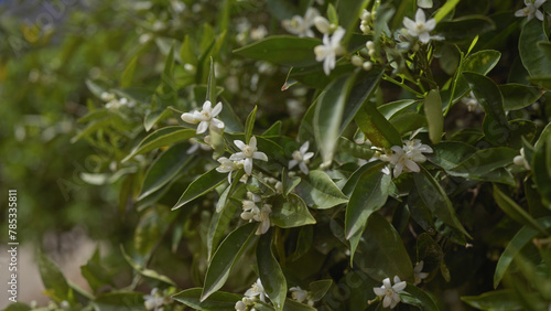 Fragrant orange blossoms bloom amid lush foliage on a citrus sinensis tree  signaling springtime in a garden.