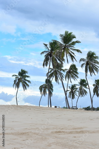 Os coqueiros presente nas lindas paisagens no Nordeste do Brasil tornam encantadoras as belas praias