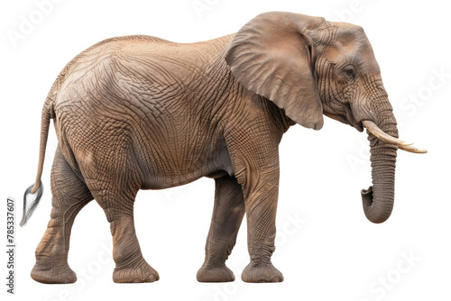 A magnificent elephant with tusks standing proudly against a plain white backdrop  showcasing its impressive size and strength