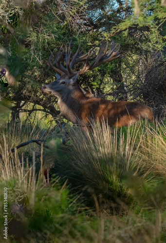 Red deer in Calden Forest environment, La Pampa, Argentina, Parque Luro, Nature Reserve photo