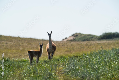 Fototapeta Naklejka Na Ścianę i Meble -  Guanacos in Pampas grassland environment, La Pampa province, Patagonia, Argentina.