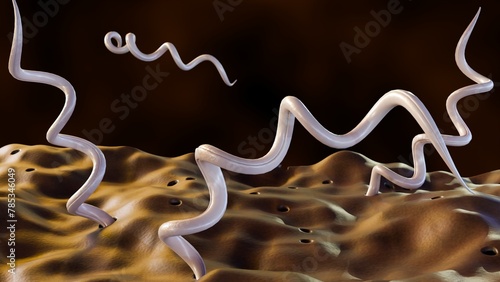 3d rendering of Borrelia burgdorferi, is a bacterium that causes Lyme disease, also known as borreliosis photo