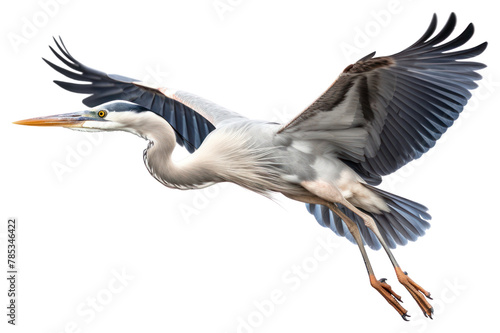 PNG Heron animal flying stork.  photo