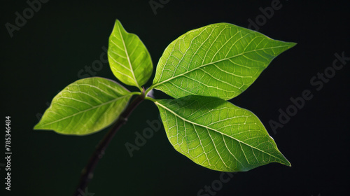Leaves are green and have a stem. They are made up of smaller leaves that are attached to the main stem. The leaves are separated by two stalks. photo