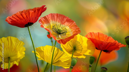 Pretty poppy blooms offer vibrant colors and delicate petals.
