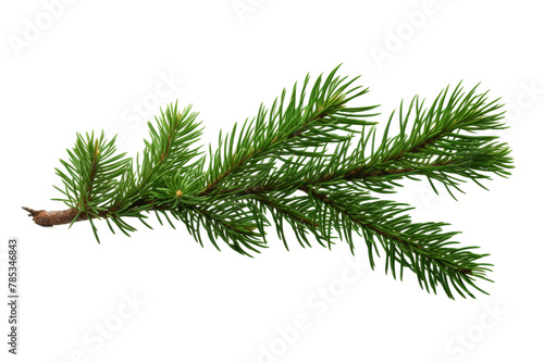 Whispers of Nature  A Pine Tree Branch on a Blank Canvas. On a White or Clear Surface PNG Transparent Background.