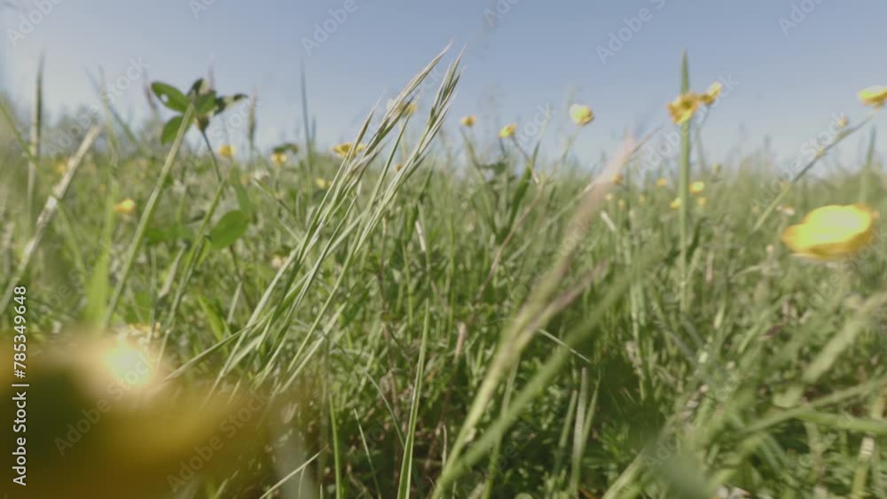 Amidst the grass on a sunny meadow Amidst the grass on a sunny meadow
