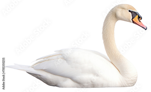 PNG Bird swan animal white.