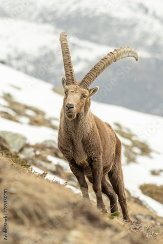Obraz na płótnie Portrait of an Alpine ibex or wild mountain goat (Capra ibex) standing in an alpine grassland against snowy slopes background, Italy, Alps. w salonie