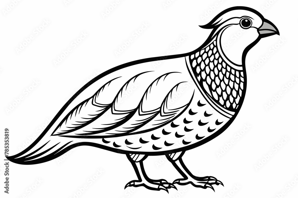 Obraz premium Quail outline vector 