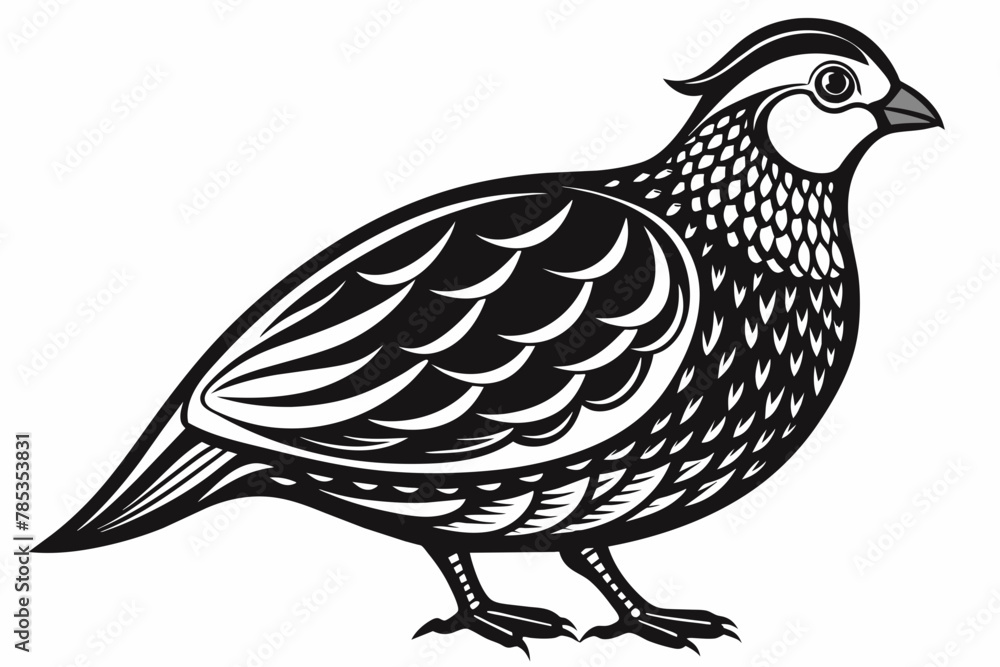 Fototapeta premium Quail outline vector 