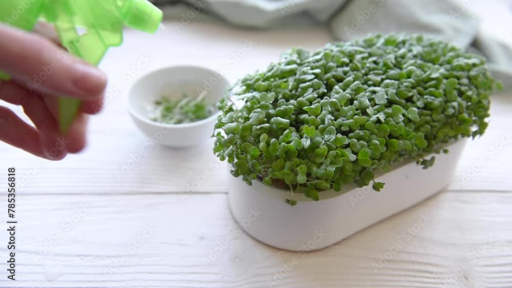 Woman's hand watering radish microgreens. Woman's hand watering radish microgreens.