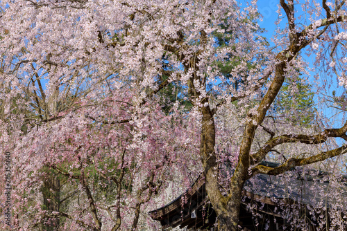 Wallpaper Mural 桜　花　スロー　風に吹かれて揺れる　イメージ Torontodigital.ca