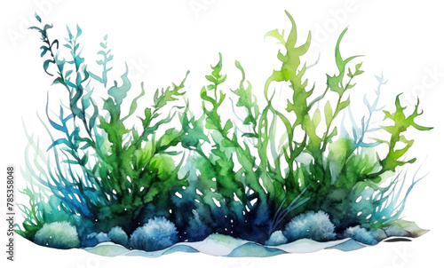 Fototapeta Naklejka Na Ścianę i Meble -  PNG Outdoors seaweed plant water.