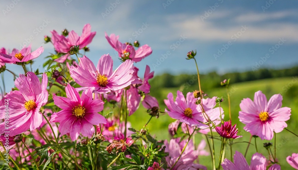pink flowers in the meadow,flower, nature, garden, pink, flowers, plant, spring, summer, flora, blossom, field, purple, beauty, bloom, pink flowers in the meadow,flower, nature, garden, pink, flowers, plant, spring, summer, flora, blossom, field, purple, beauty, bloom,