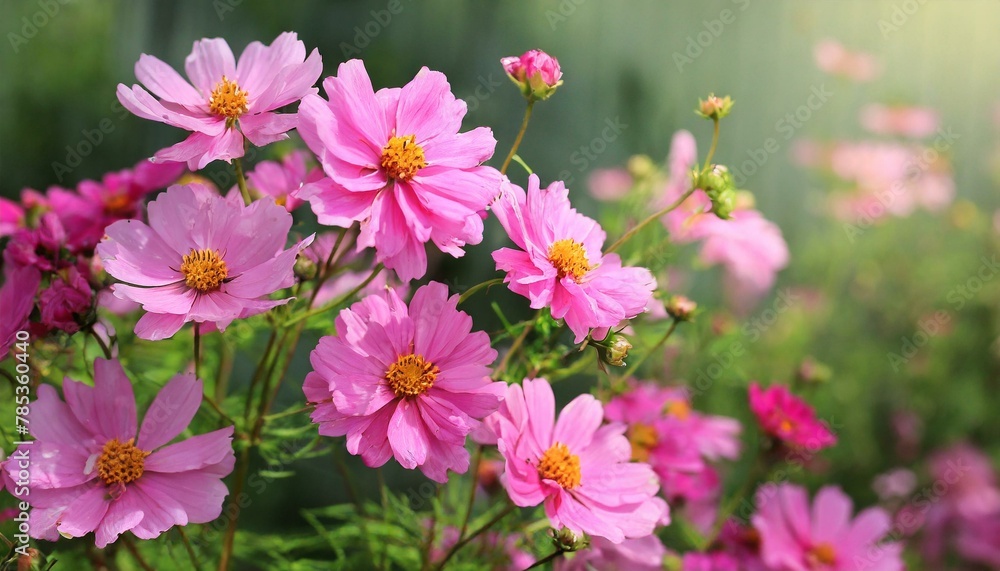pink cosmos flowers,flower, nature, flowers, pink, garden, plant, blossom, beauty, spring, flora, purple, bloom, summer, daisy, 