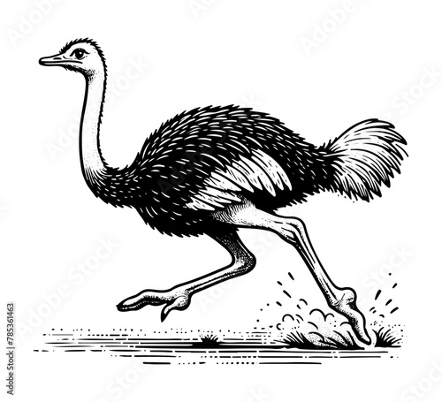 Common ostrich hand drawn vector illustration