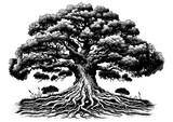 Oak Tree with Expansive Roots engraving PNG